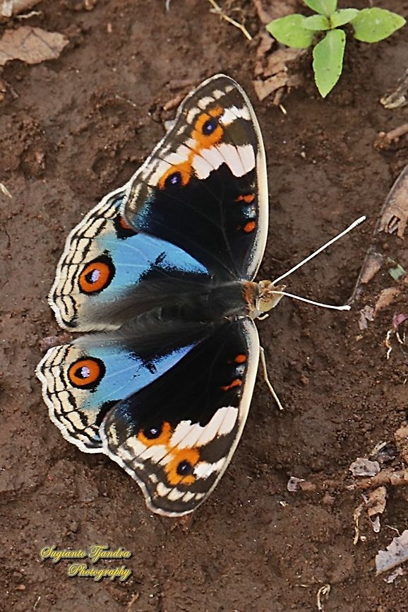 Blue Pansy Butterfly, Junonia orithya - male  Blue Argus,Geotagged,Indonesia,Junonia orithya,Spring