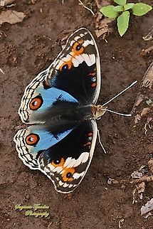 Blue Pansy Butterfly, Junonia orithya - male  Blue Argus,Geotagged,Indonesia,Junonia orithya,Spring