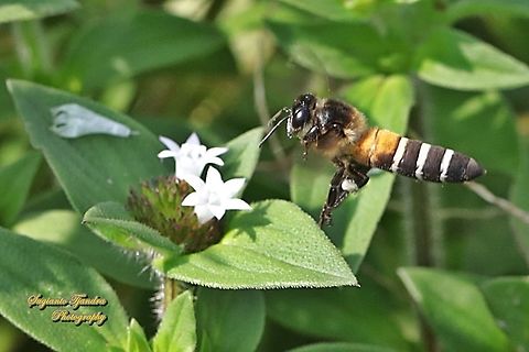 Black giant honey bee, Apis dorsata  "looking for nectar on to the white flower of weeds (Richardia sp., Rubiaceae)"  Apis dorsata,Geotagged,Giant honey bee,Indonesia,Spring