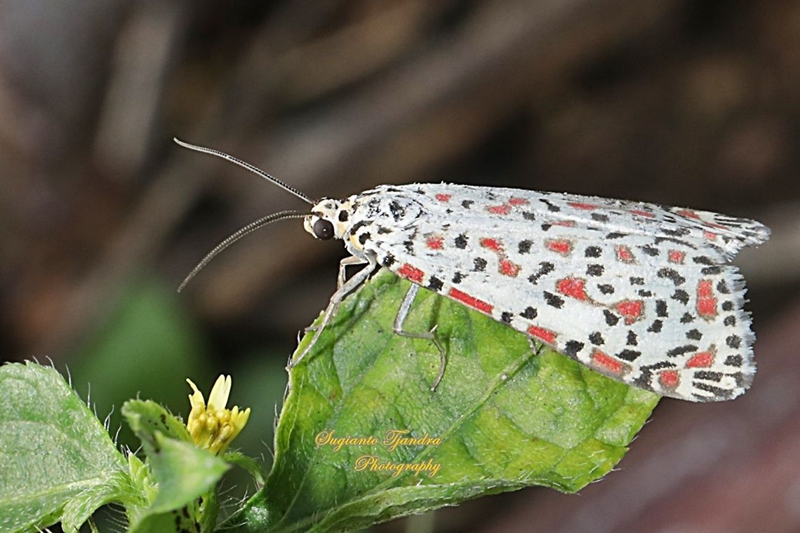 Heliotrope moth, Utetheisa pulchelloides, family Erebidae  Geotagged,Heliotrope moth,Indonesia,Spring,Utetheisa pulchelloides
