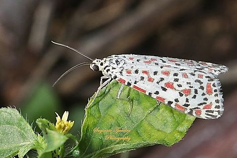 Heliotrope moth, Utetheisa pulchelloides, family Erebidae  Geotagged,Heliotrope moth,Indonesia,Spring,Utetheisa pulchelloides