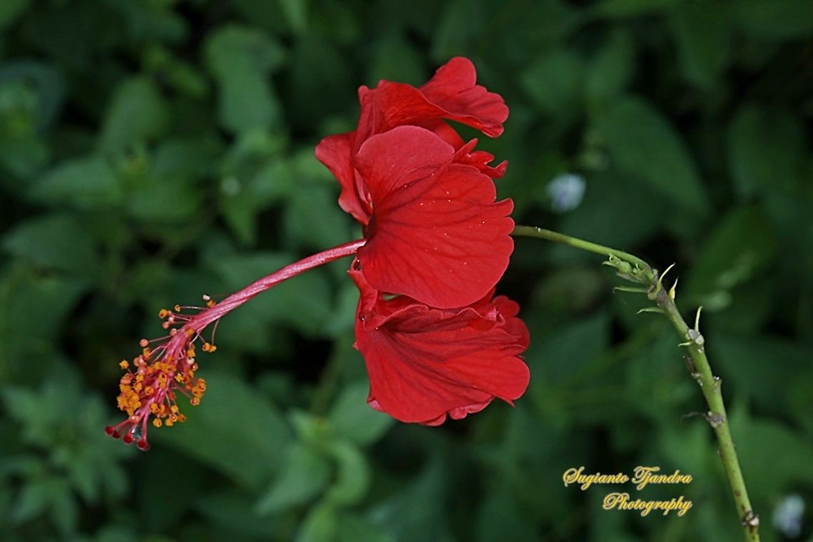 Hibiscus flower-red/Kembang Sepatu, Hibiscus rosa-sinensis  Chinese hibiscus,Geotagged,Hibiscus rosa-sinensis,Indonesia,Spring