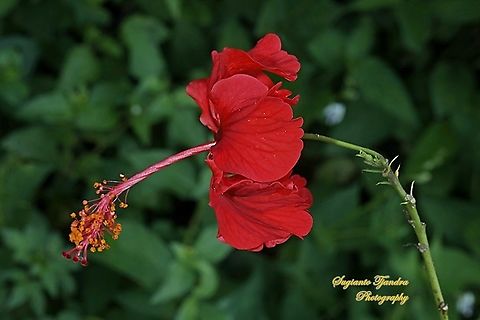 Hibiscus flower-red/Kembang Sepatu, Hibiscus rosa-sinensis  Chinese hibiscus,Geotagged,Hibiscus rosa-sinensis,Indonesia,Spring