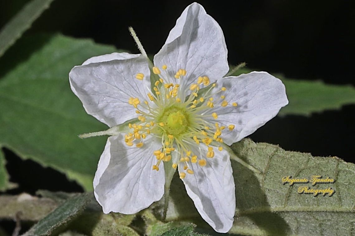 Kersen, Muntingia flower, Muntingia calabura, Family Muntingiaceae  Geotagged,Indonesia,Muntingia,Muntingia calabura