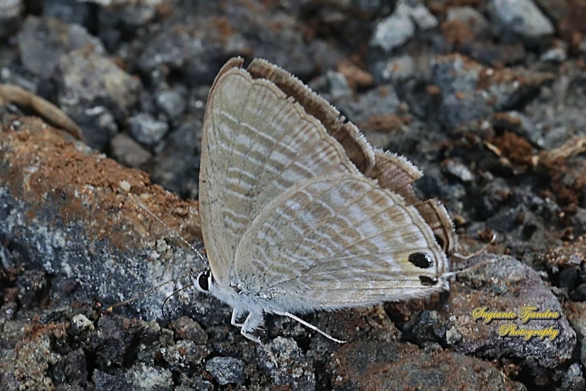 Pea Blue Butterfly, Lampides boeticus, family Lycaenidae  Geotagged,Indonesia,Lampides boeticus,Peablue or Long-tailed Blue