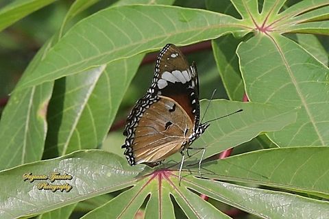 Danaid Eggfly, Hypolimnas misippus, female "lowerside"  Danaid eggfly,Geotagged,Hypolimnas misippus,Indonesia