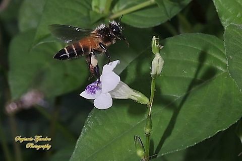 Black giant honey bee, Apis dorsata  "flying off from the Chinese Violet Weed flower, Asystasia gangetica"  Apis dorsata,Geotagged,Giant honey bee,Indonesia