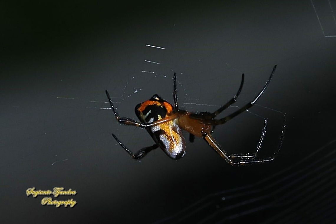The pear-shaped leucauge Spider, Opadometa fastigata, family Tetragnathidae  Geotagged,Indonesia,Opadometa fastigata,Pear-shaped Leucauge