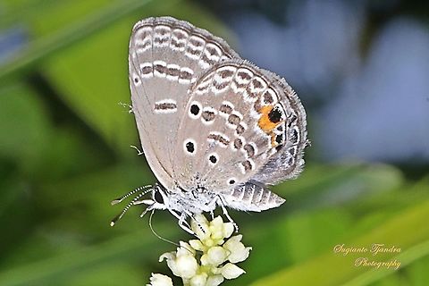 Plains Cupid Butterfly, Luthrodes (formerly Chilades) pandava pandava, family Lycaenidae "sucking nectar on the Zodia flower (Euodia sauveolens)"  Geotagged,Indonesia,Luthrodes pandava,Plains Cupid,Spring