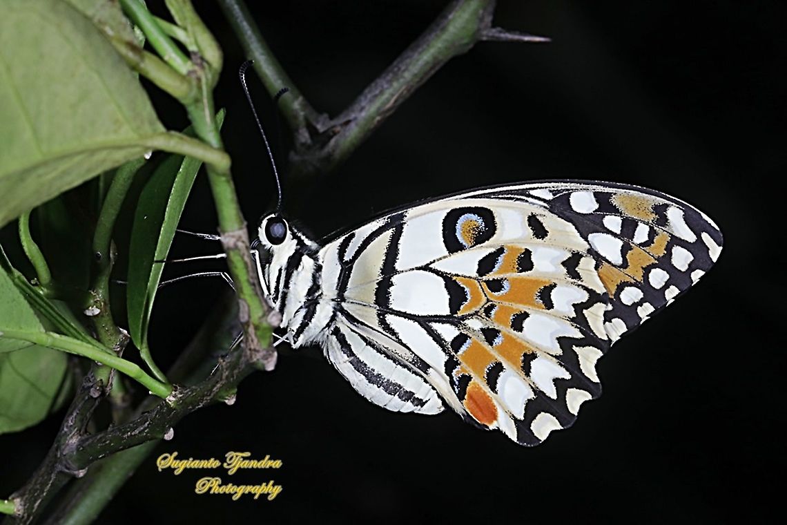 Common Lime butterfly (Papilio demoleus)  Geotagged,Indonesia,Lime Swallowtail,Papilio demoleus,Spring