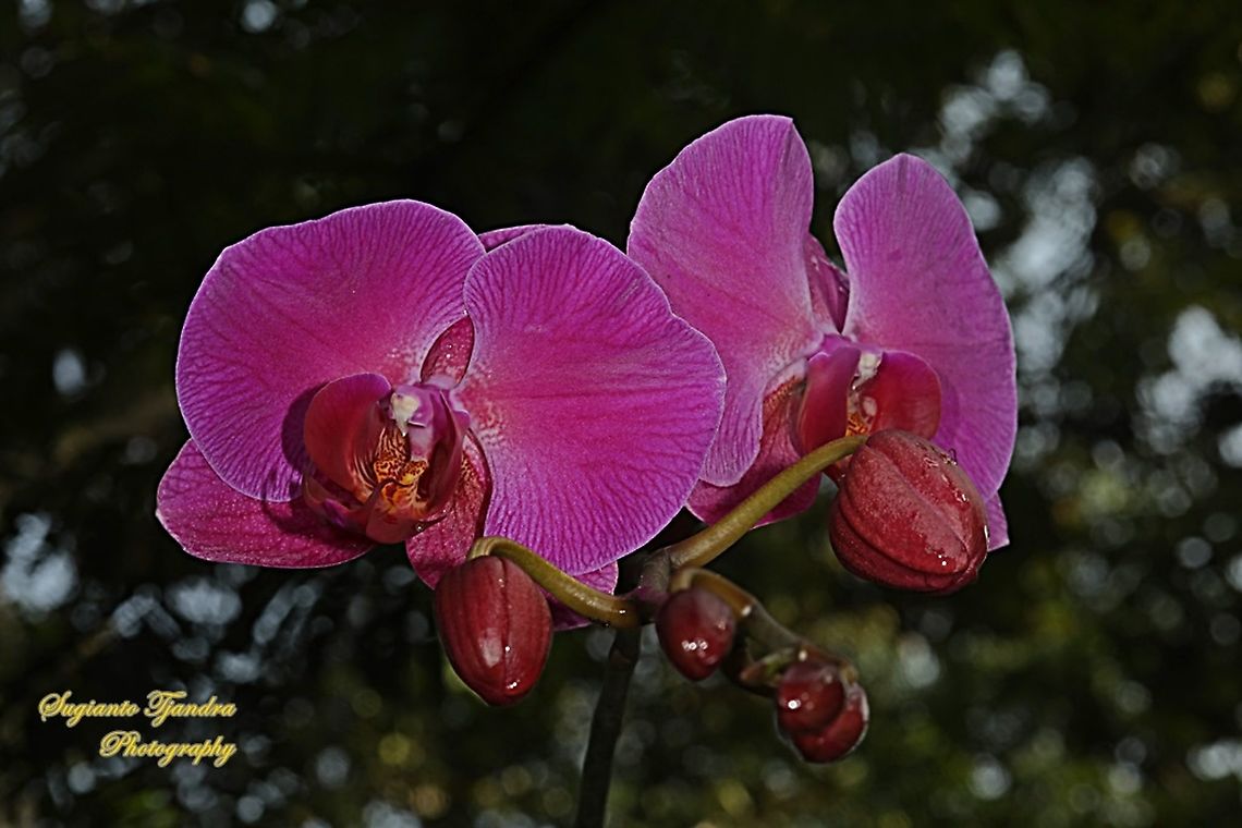 Pink Orchid flower, Phaleonopsis (Orchidaceae)  Geotagged,Indonesia,Spring