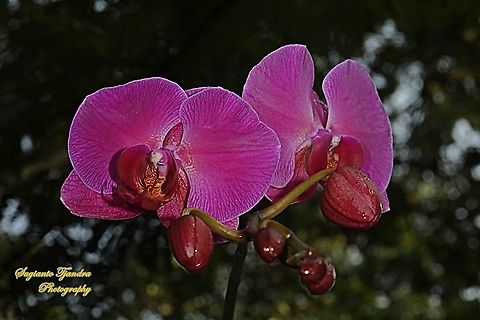 Pink Orchid flower, Phaleonopsis (Orchidaceae)  Geotagged,Indonesia,Spring