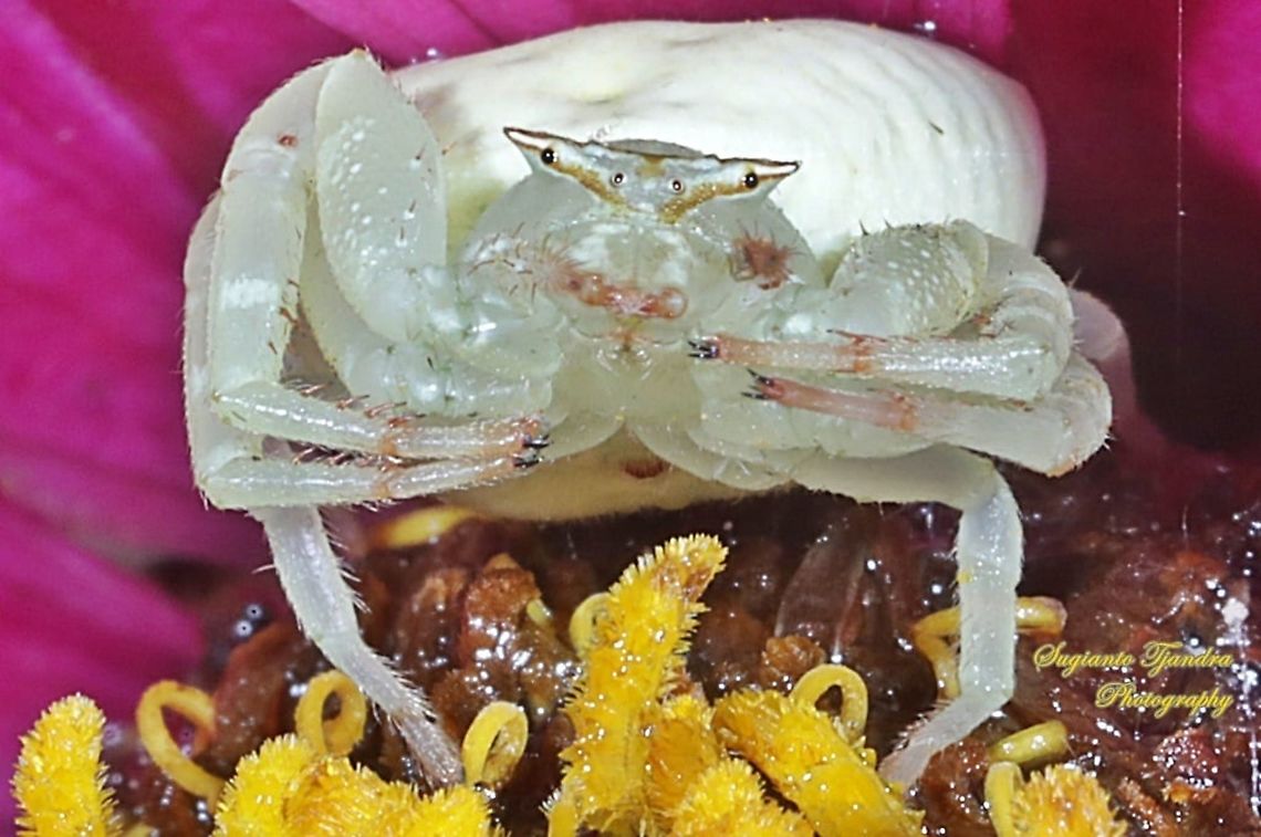 Flower Crab Spider, family Thomisidae  Geotagged,Indonesia