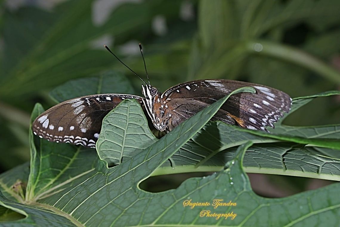 Great eggfly butterfly, Hypolimnas bolina bolina - female, lowerside  Geotagged,Great eggfly,Hypolimnas bolina,Indonesia