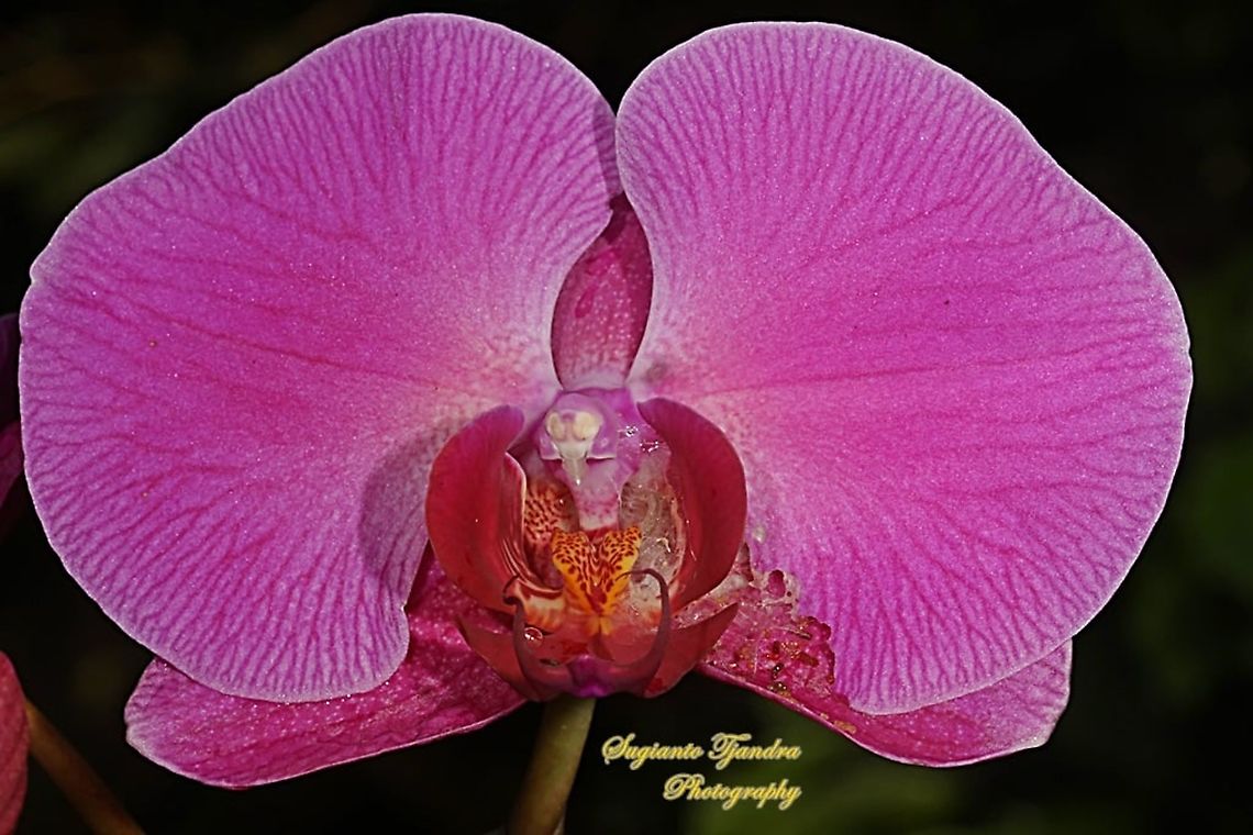 Pink Orchid flower, Phaleonopsis (Orchidaceae)  Geotagged,Indonesia