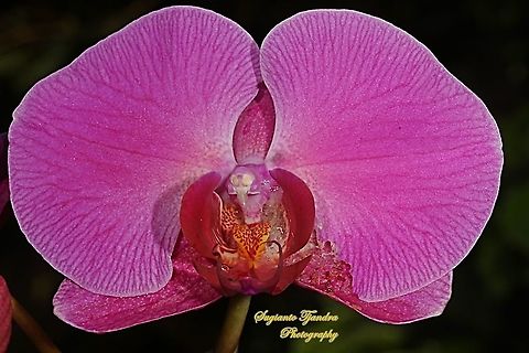 Pink Orchid flower, Phaleonopsis (Orchidaceae)  Geotagged,Indonesia