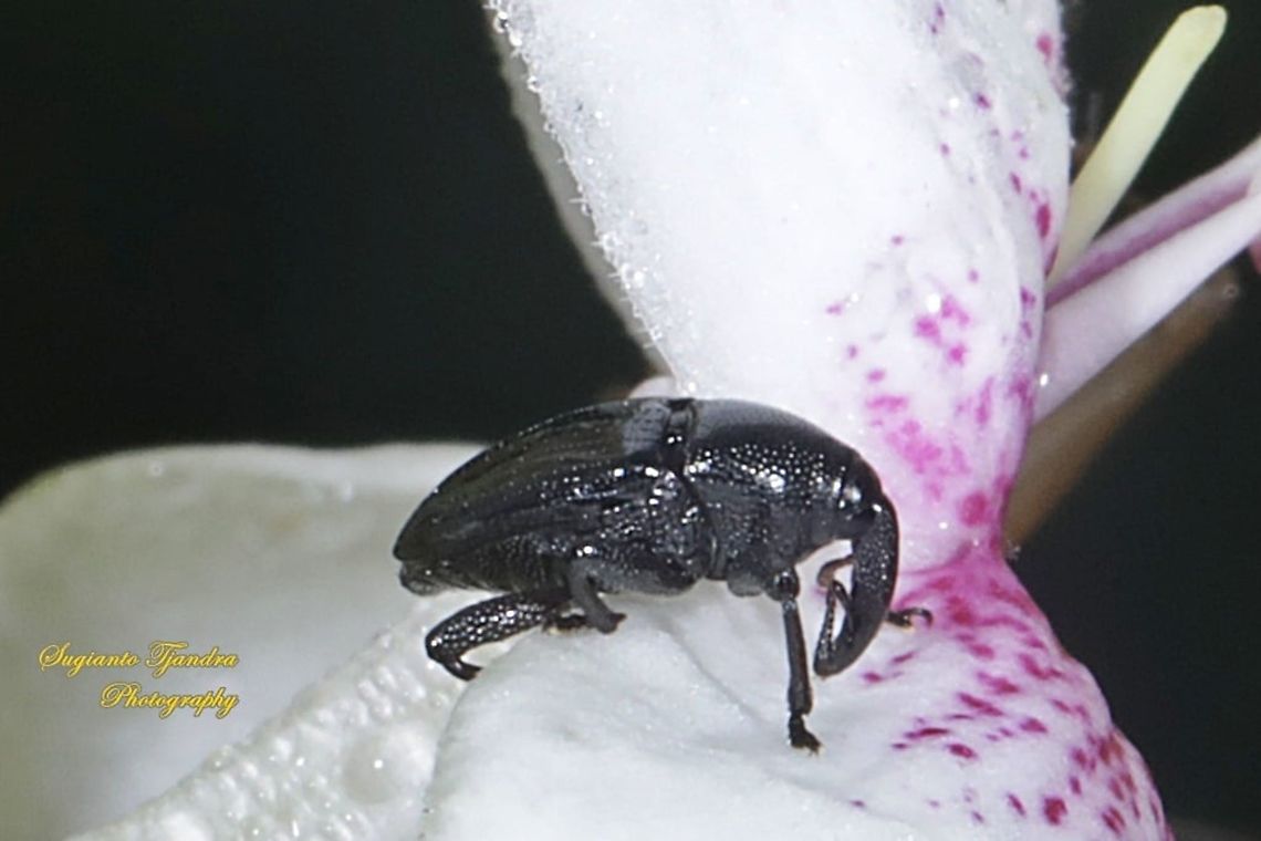 Black Flower Weevil, Curculionoidea  Geotagged,Indonesia