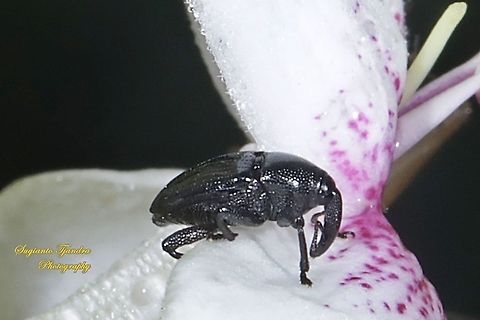 Black Flower Weevil, Curculionoidea  Geotagged,Indonesia