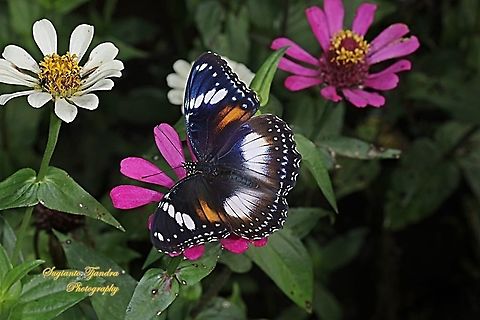 Great eggfly butterfly, Hypolimnas bolina bolina - female, upperside "sucking nectar on the Zinnia flower"  Geotagged,Great eggfly,Hypolimnas bolina,Indonesia