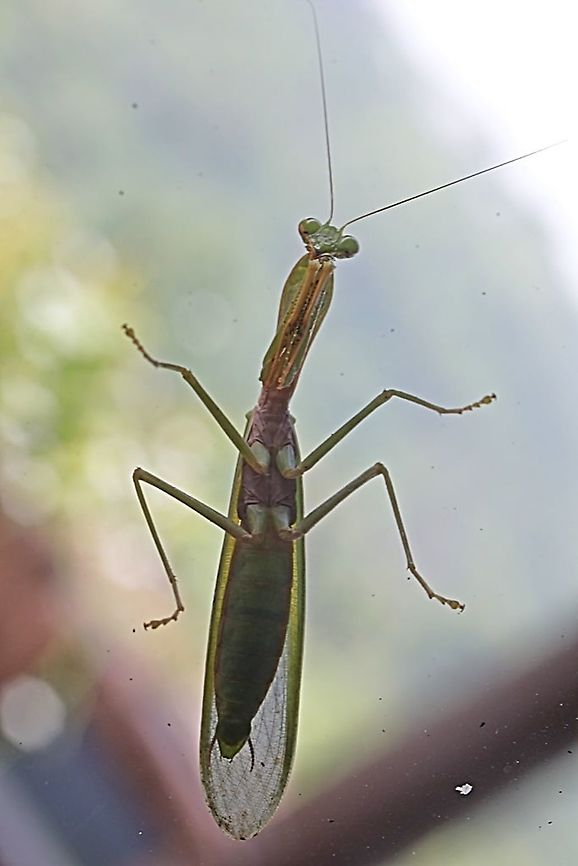 Golden-armed Mantis, Hierodula venosa "Behind the window glass"  Geotagged,Golden-armed Mantis,Hierodula venosa,Indonesia