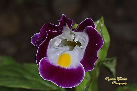 Wishbone flower, Torenia fournieri (Scrophulariaceae)  Bluewings,Geotagged,Indonesia,Torenia fournieri
