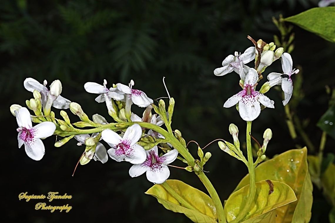 Golden pseuderanthemum flower, Pseuderanthemum reticulatum  Geotagged,Indonesia,Pseuderanthemum reticulatum,Yellow-Vein Eranthemum