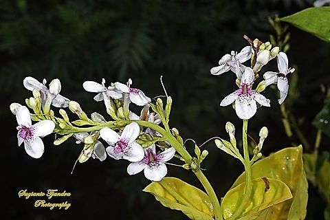 Golden pseuderanthemum flower, Pseuderanthemum reticulatum  Geotagged,Indonesia,Pseuderanthemum reticulatum,Yellow-Vein Eranthemum