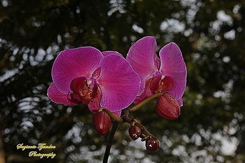 Pink Orchid flower, Phaleonopsis (Orchidaceae)  Geotagged,Indonesia
