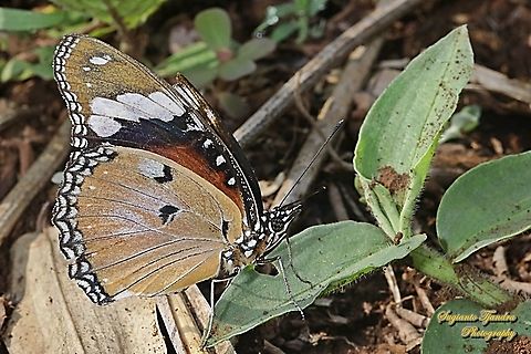 Danaid Eggfly, Hypolimnas misippus, female "lowerside"  Danaid eggfly,Geotagged,Hypolimnas misippus,Indonesia,Spring