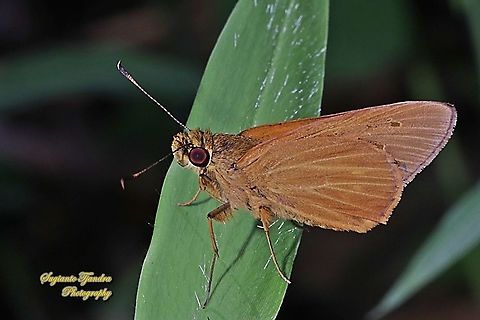 Skipper Butterfly, The Plain Yellow Lancer, Xanthoneura corissa patmapana  Geotagged,Indonesia,Plain Yellow Lancer,Spring,Xanthoneura corissa
