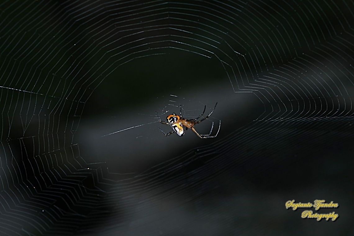 The pear-shaped leucauge Spider, Opadometa fastigata, family Tetragnathidae  Geotagged,Indonesia,Opadometa fastigata,Spring