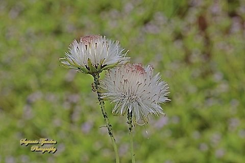 Seeds of lilac tasselflower, Emilia sonchifolia, family Asteraceae  Emilia sonchifolia,Geotagged,Indonesia,Lilac Tasselflower,Spring
