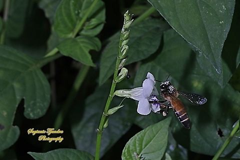 Black giant honey bee, Apis dorsata  "looking for nectar on the Chinese Violet Weed flower, Asystasia gangetica"  Apis dorsata,Geotagged,Giant honey bee,Indonesia,Spring