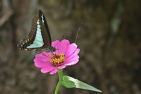 Common Bluebottle butterfly, Graphium sarpedon ssp luctatius "sucking nectar on the Zinnia flower"  Common bluebottle,Geotagged,Graphium  sarpedon,Indonesia,Spring
