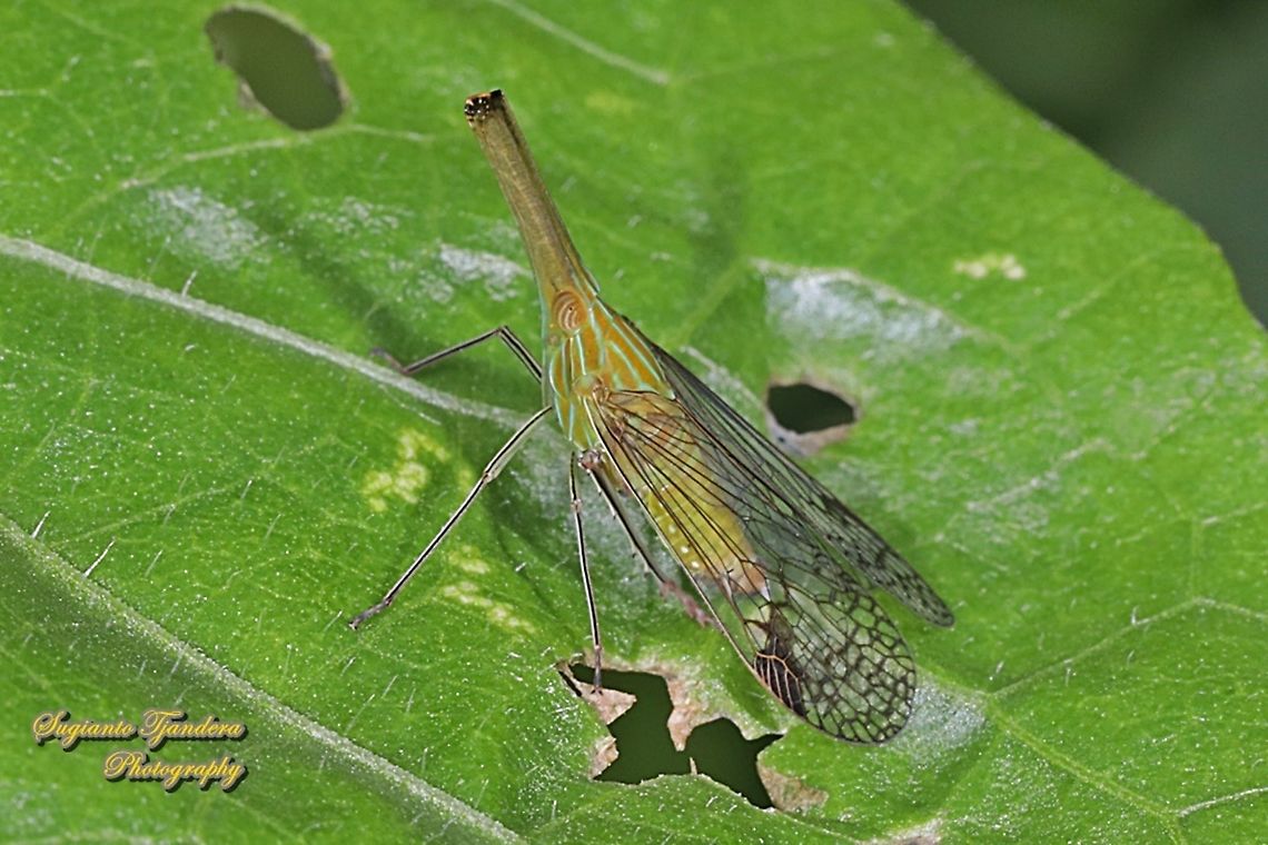 Long Nosed Planthopper, Dictyophara nakanonis, family Dictyopharidae  Geotagged,Indonesia,Raivuna nakanonis,Spring