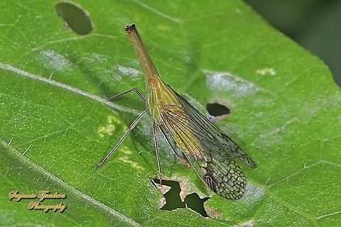 Long Nosed Planthopper, Dictyophara nakanonis, family Dictyopharidae  Geotagged,Indonesia,Raivuna nakanonis,Spring