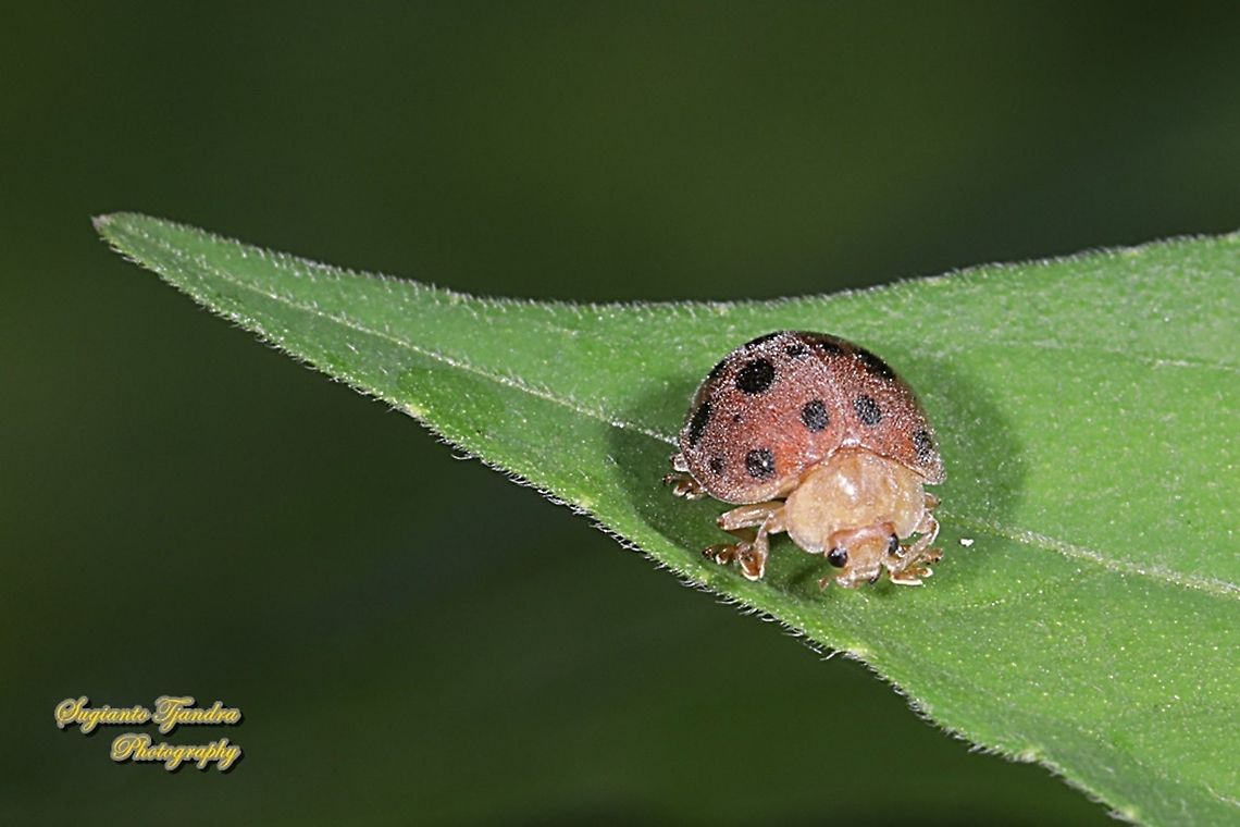 Lady Beetle, Coccinellidae  Geotagged,Indonesia,Spring
