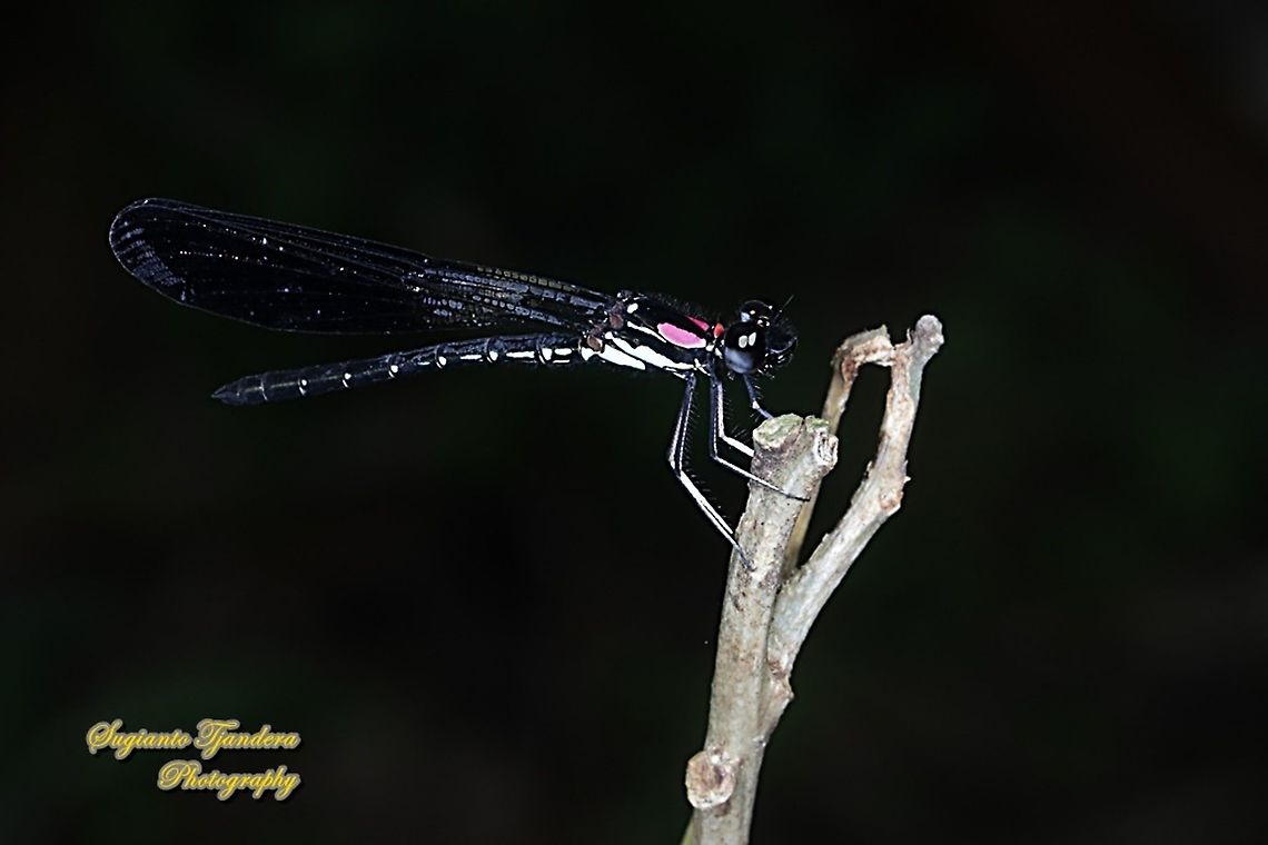 Pink Jewel Dragonfly, Heliocypha fenestrata, family Chlorocyphidae - male  Geotagged,Heliocypha fenestrata,Indonesia,Spring