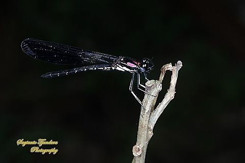 Pink Jewel Dragonfly, Heliocypha fenestrata, family Chlorocyphidae - male  Geotagged,Heliocypha fenestrata,Indonesia,Spring
