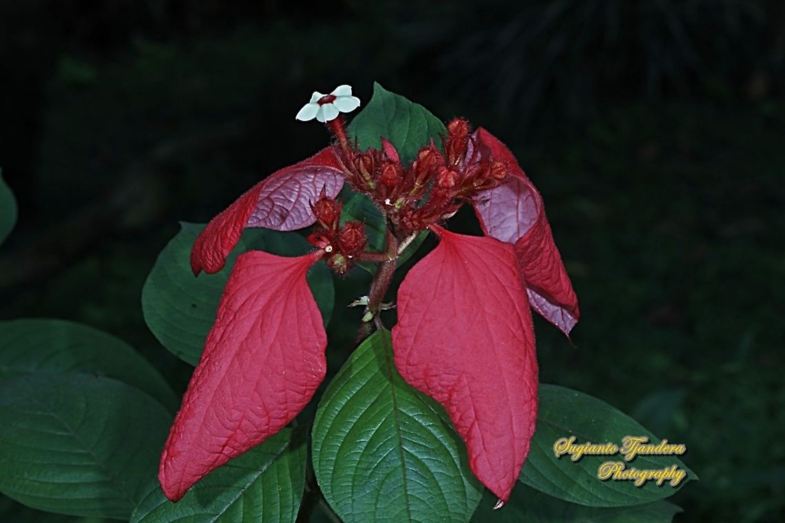 Red Nusa Indah flower, Mussaenda erythrophylla  Ashanti Blood,Geotagged,Indonesia,Mussaenda erythrophylla,Spring