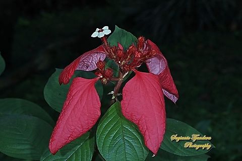 Red Nusa Indah flower, Mussaenda erythrophylla  Ashanti Blood,Geotagged,Indonesia,Mussaenda erythrophylla,Spring