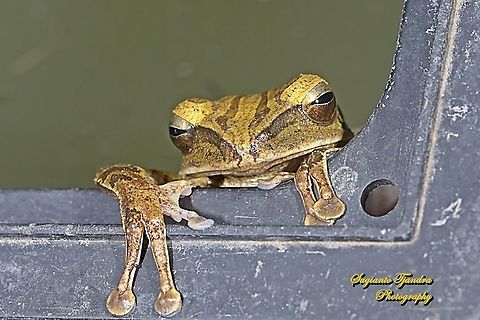 Common Tree Frog,  Polypedates leucomystax  Common tree frog,Geotagged,Indonesia,Polypedates leucomystax,Spring
