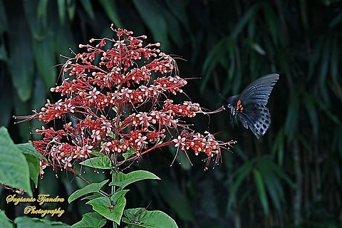Great Mormon Butterfly, Papilio memnon memnon - Male "looking for nectar on the Bunga Pagoda/ Pagoda flower, Clerodendrum paniculatum"  Geotagged,Great Mormon,Indonesia,Papilio memnon,Spring