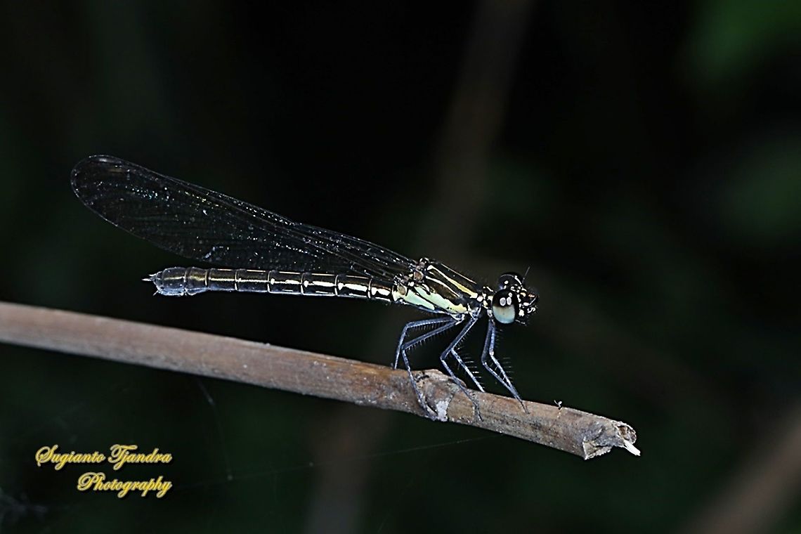 Pink Jewel Dragonfly, Heliocypha fenestrata, family Chlorocyphidae - female  Geotagged,Heliocypha fenestrata,Indonesia,Spring