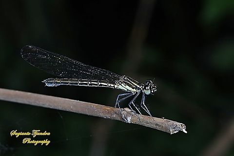 Pink Jewel Dragonfly, Heliocypha fenestrata, family Chlorocyphidae - female  Geotagged,Heliocypha fenestrata,Indonesia,Spring