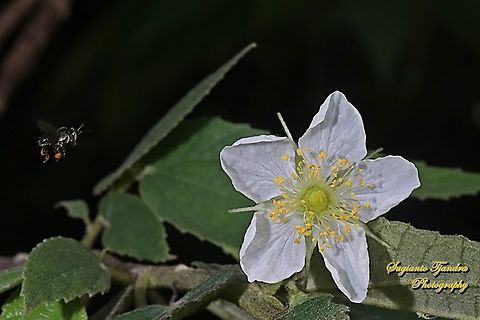 Stingless honey bee (Meliponini) "looking for nectar on the Muntingia flower, Muntingia calabura, Family Muntingiaceae"  Geotagged,Indonesia,Muntingia,Muntingia calabura,Spring
