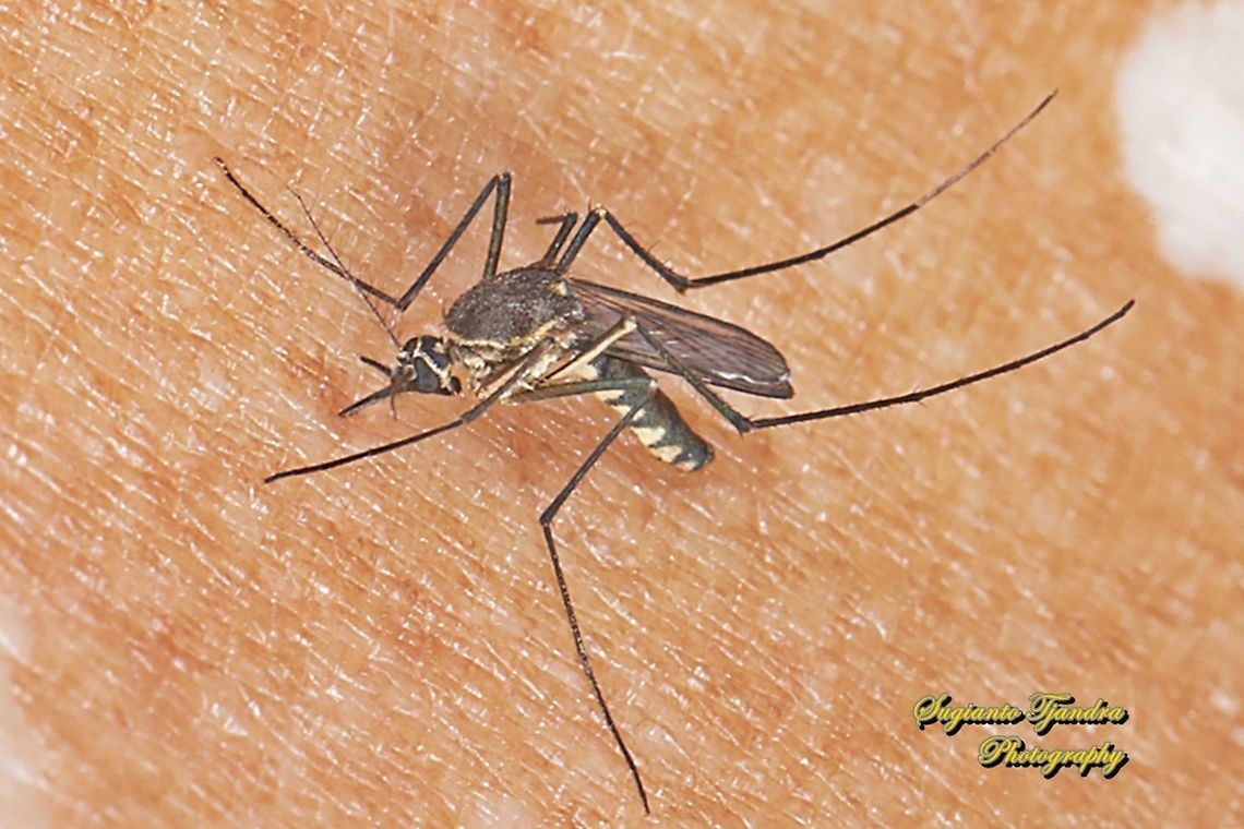 Mosquito, Armigeres sp.  Geotagged,Indonesia,Spring