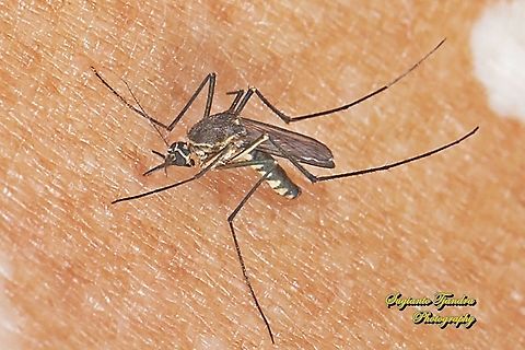 Mosquito, Armigeres sp.  Geotagged,Indonesia,Spring