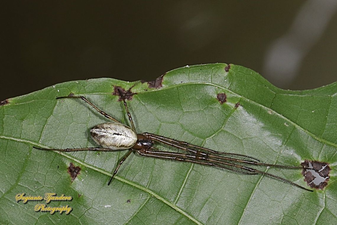 Long-jawed orb-weaver spider, Orsinome vethi  Geotagged,Indonesia,Orsinome vethi,Spring