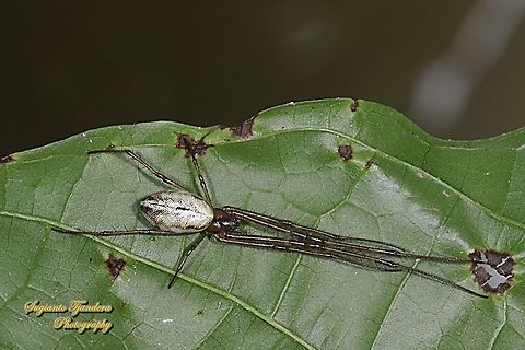 Long-jawed orb-weaver spider, Orsinome vethi  Geotagged,Indonesia,Orsinome vethi,Spring